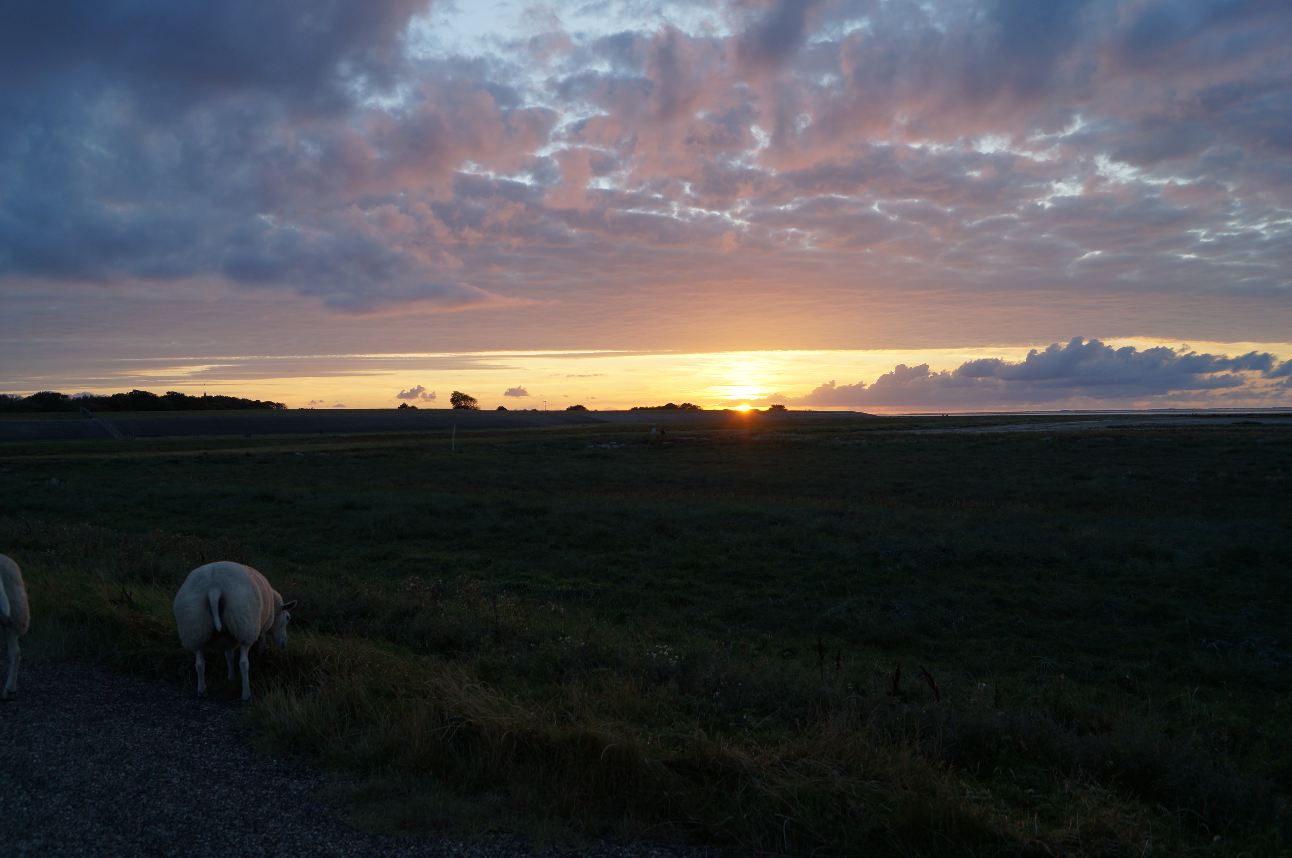 Sonnenuntergang in Moddergat mit Schaf